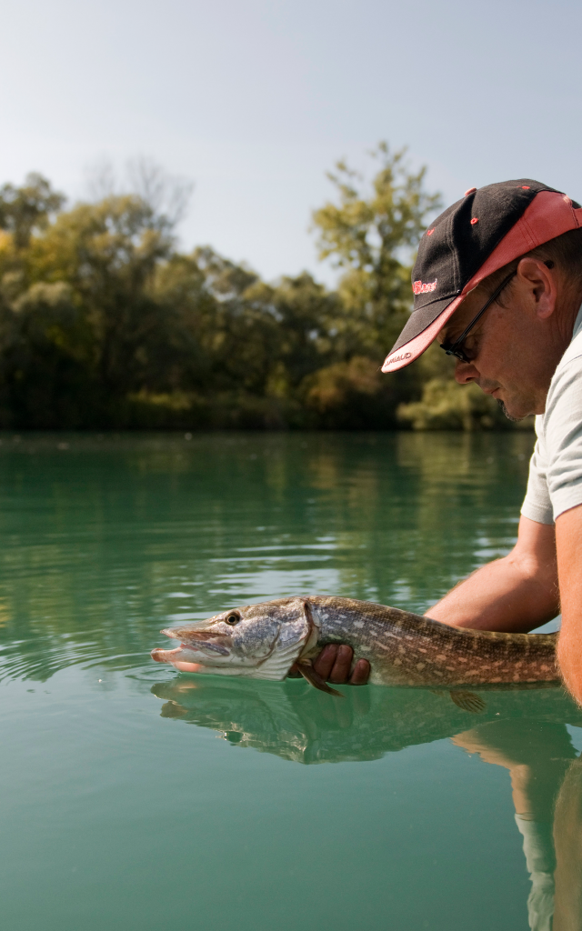 Pêcheur avec brochet sur la rivière Sarthe