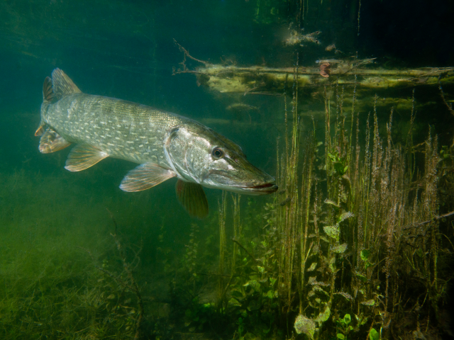 Brochet en Vallée de la Sarthe