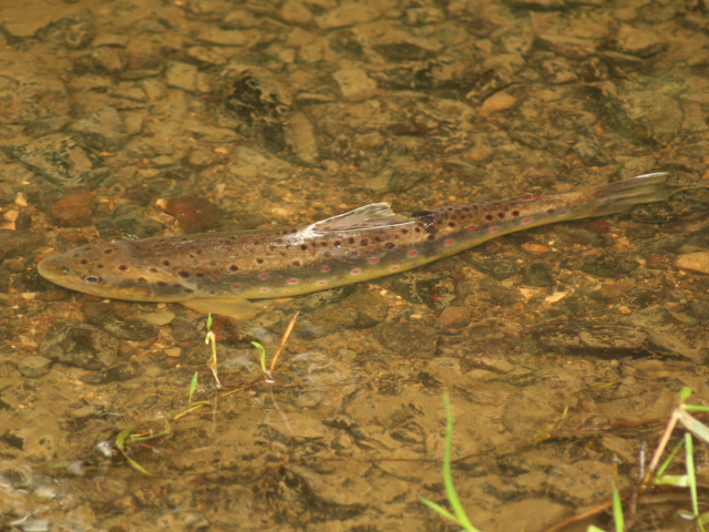 Truite Fario en Vallée de la Sarthe