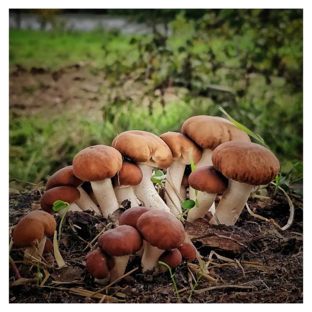 Champignons d'automne