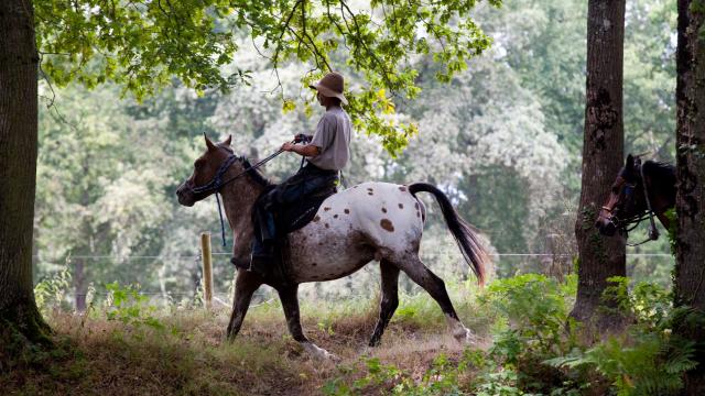 randonnees-equestres-web.jpg