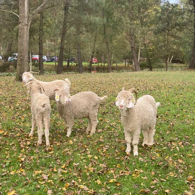 Eductour Octobre 24 Les Pelotes A Pattes Roeze Sur Sarthe